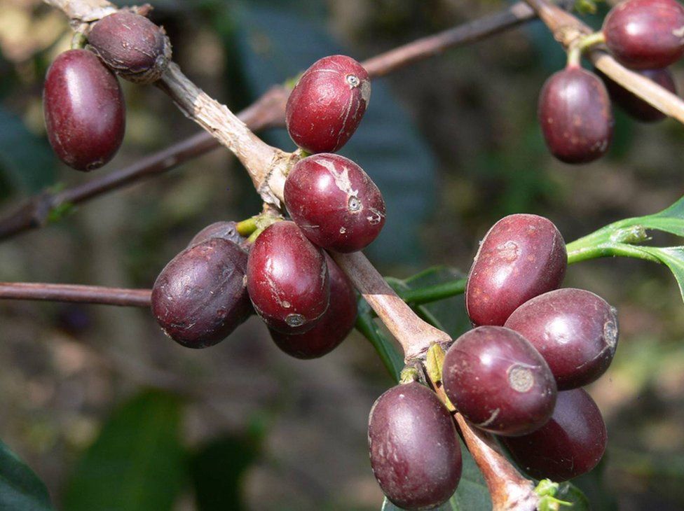 loài cà phê Stenophylla có thể hỗ trợ cho thị trường cà phê tương lai