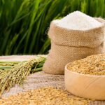 Giá gạo Việt Nam tăng- tín hiệu tích cực cho thị trường xuất khẩu gạo