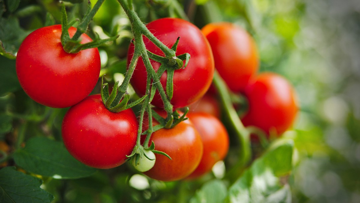 Thực phẩm 7: Cà chua
