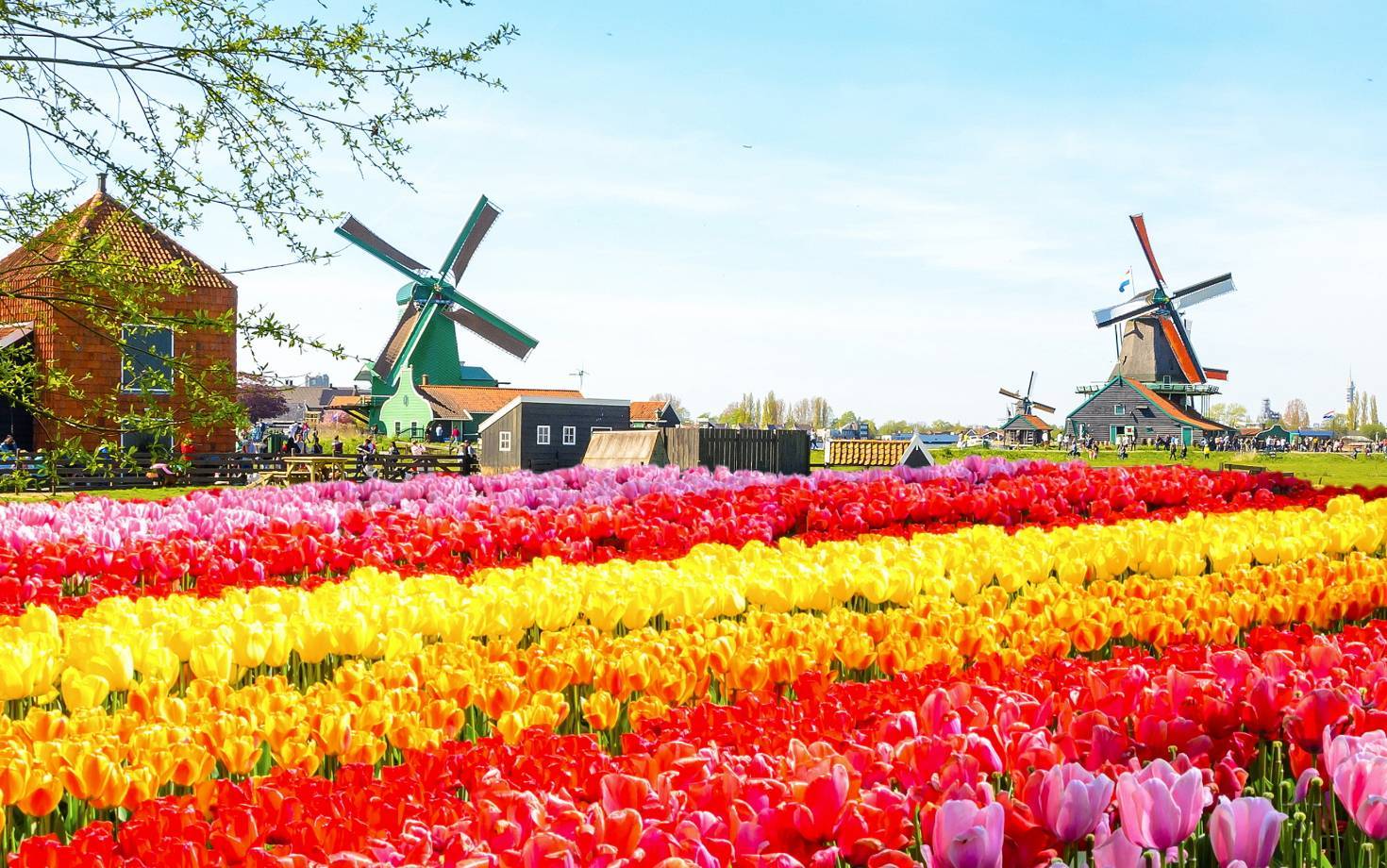Biểu tượng đất nước Hà Lan