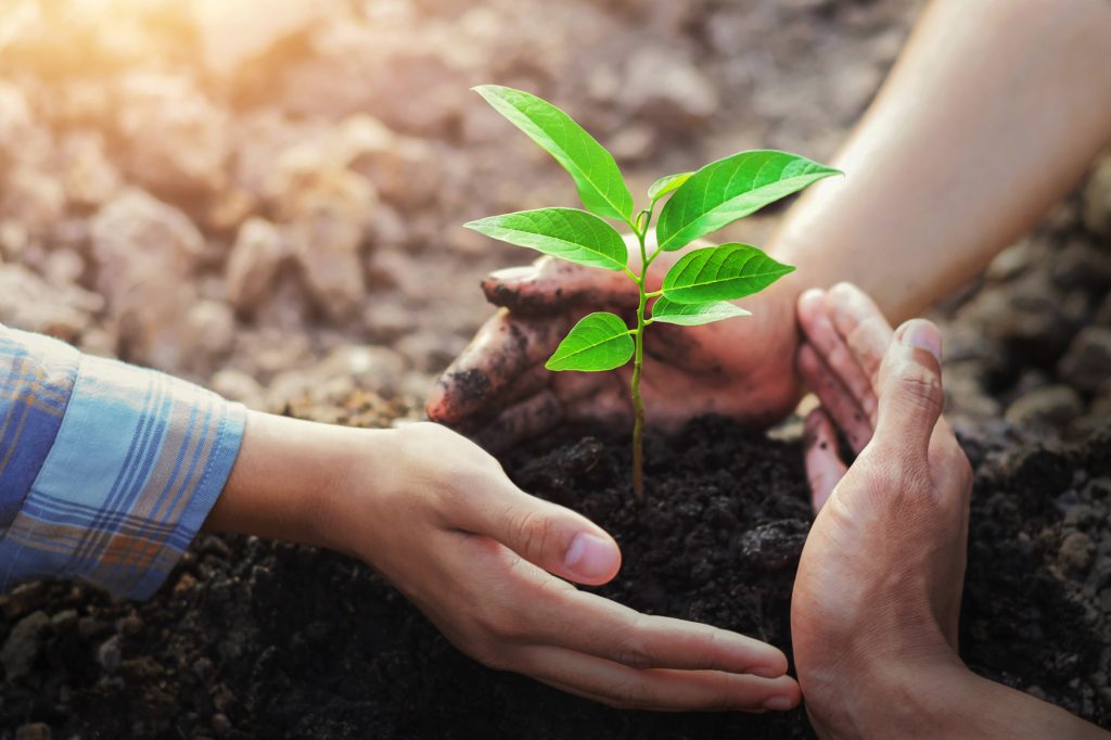 Nên trồng cây ở trong nhà và ngoài vườn